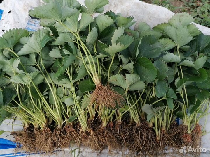 Рассада клубники