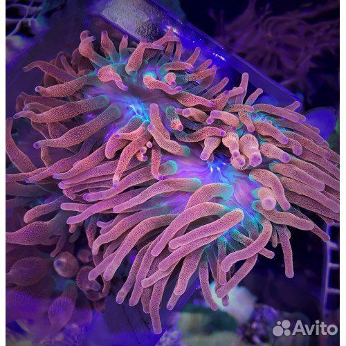 Морские кораллы для аквариума