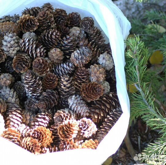 Шишки сосновые для мульчи