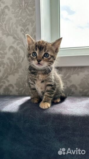 Котята бесплатно