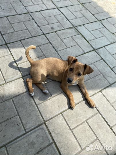 Цвергпинчер помесь