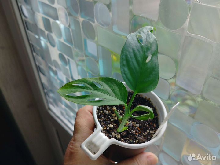 Монстеры манки, фридрихшталя, сильвер лиф, дубиа