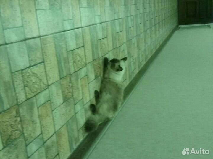 Кошка в дар