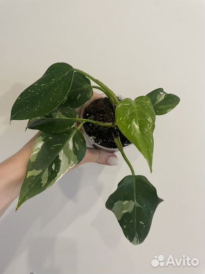 Филодендрон white princess