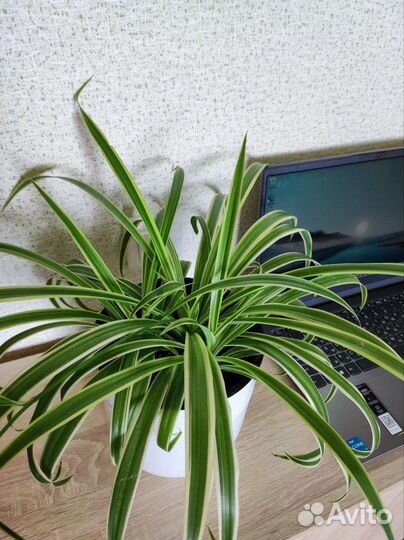 Хлорофитум