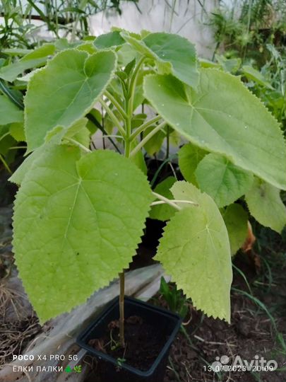 Саженцы павловния