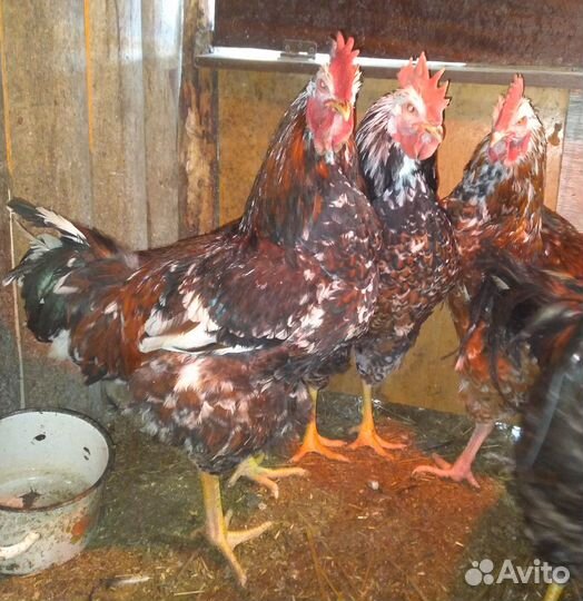 Ливенские ситцевые инкубационное яйцо