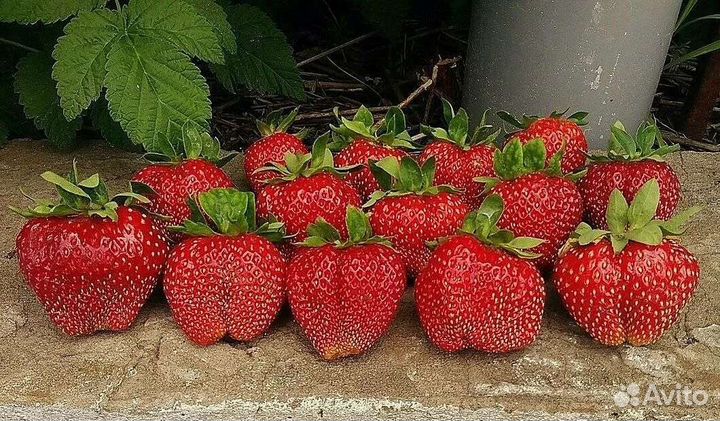 Клубника Гигантелла усы
