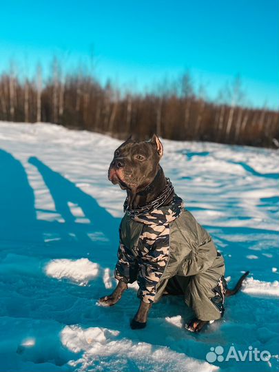 Голубой питбуль ищет невесту