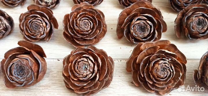 Шишки, гималайский кедр, амбровое дерево, магнолия