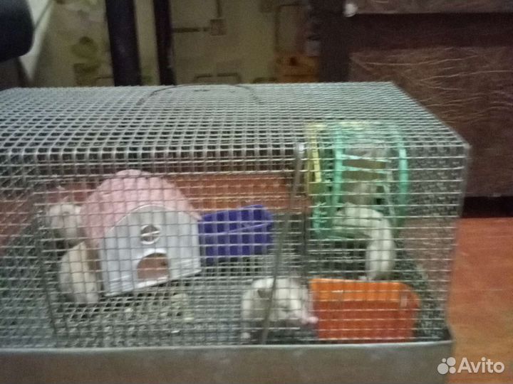 Отдам хомяков