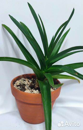 Домашние растения