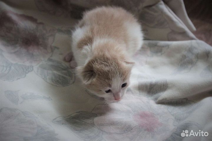 Котята курильский бобтейл