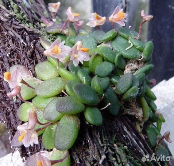 Дендробиум lichenastrum