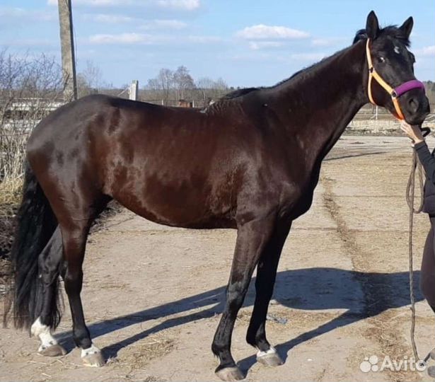 Лошадь в аренду