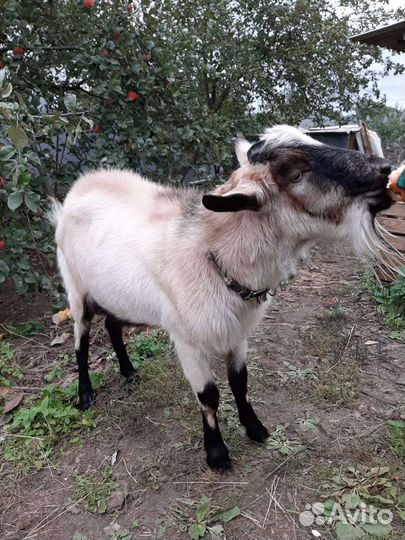 Козел (племенной)