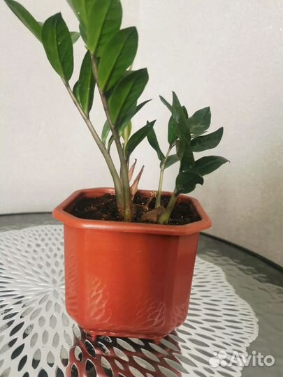 Замиокулькас