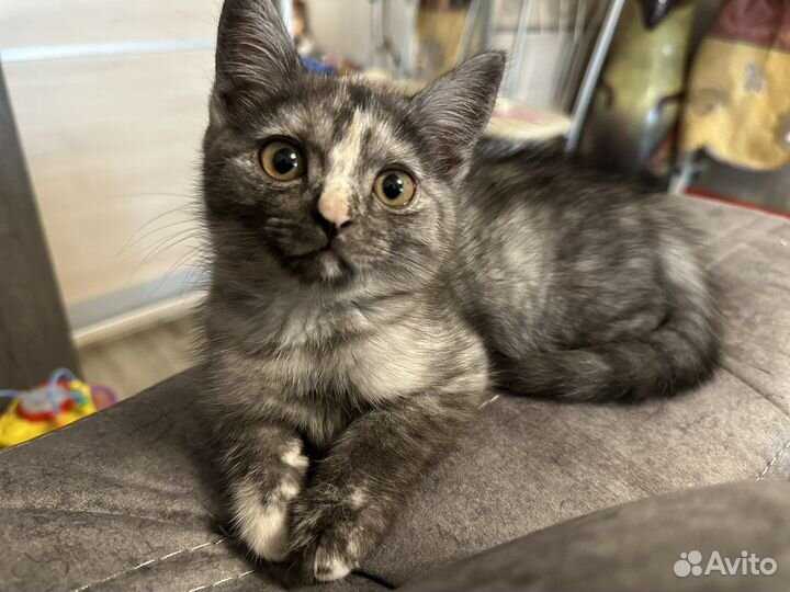 Британская кошка