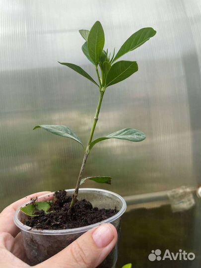 Гардения жасминовидная