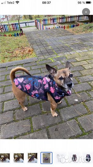 Жилетка на собаку новая с озона размер L
