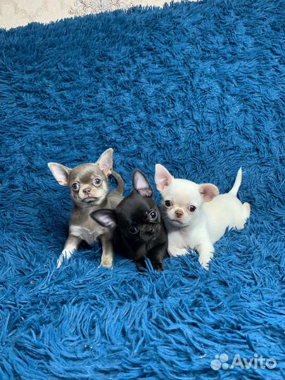 Девочки и мальчик Чихуахуа