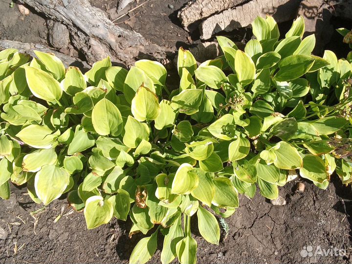 Хосты саженцы