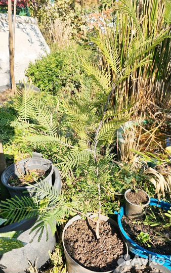 Саженцы Мимоза акация серебристая зкс