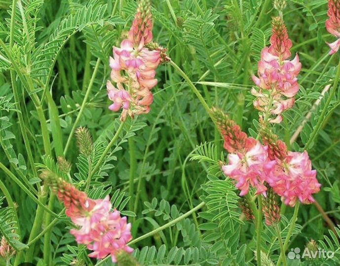 Эспарцет семена