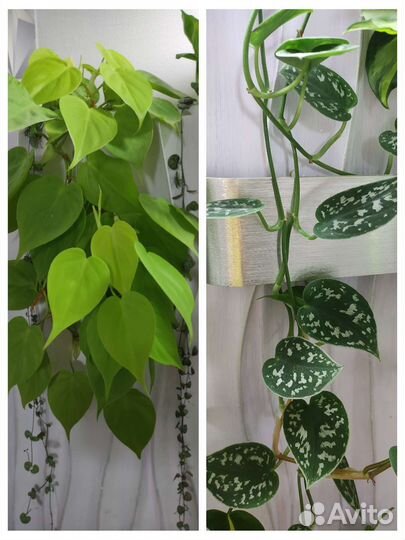 Разные сортовые