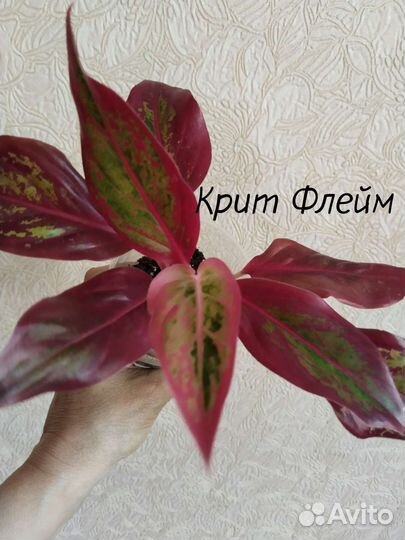 Сортовые аглаонемы