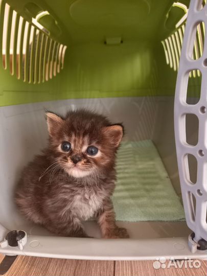 Маленькие котятки ищут свою новую семью