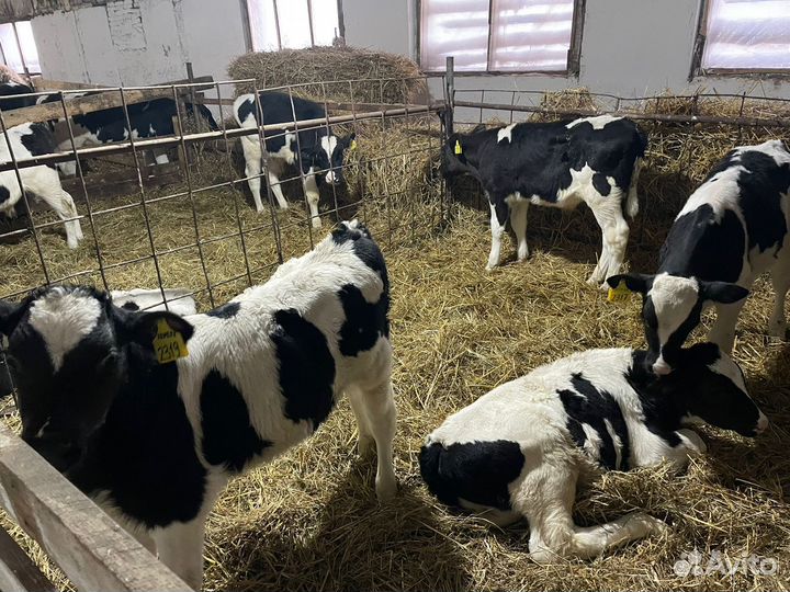 Телята: бычки и телки 1,2,3 мес Холмогоры Голштины