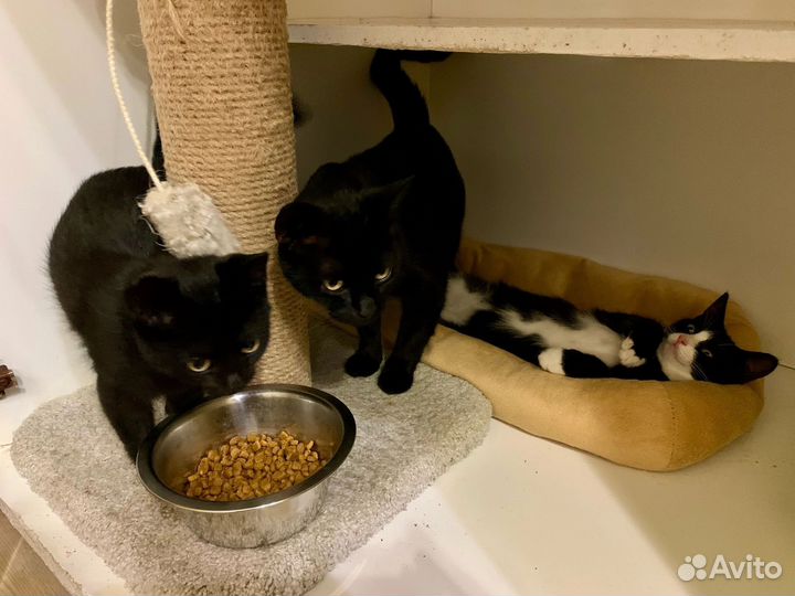 Котята в добрые руки