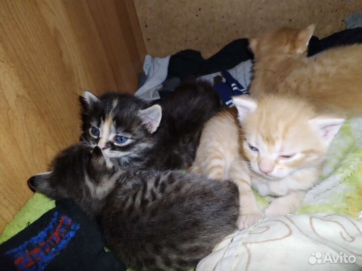 Котята в добрые руки
