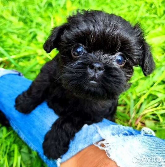 Аффенпинчер