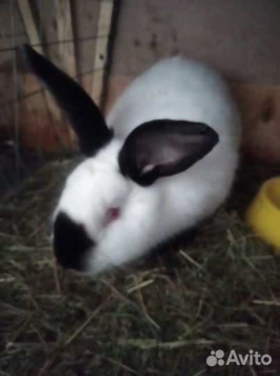 Кролики мясных пород. Продажа, обмен, мясо