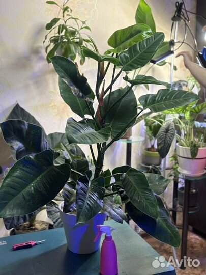 Филодендрон imperial грин