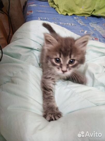 Котята в добрые руки бесплатно