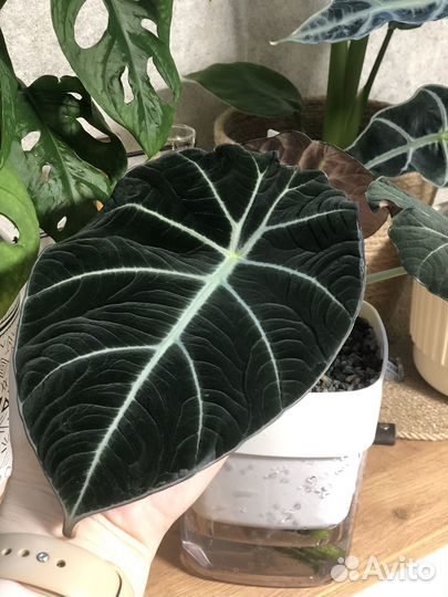 Алоказия блэк вельвет
