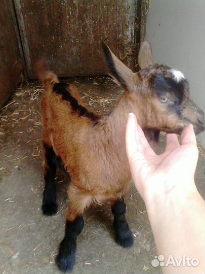 Продаются нубийские и чешские козочки