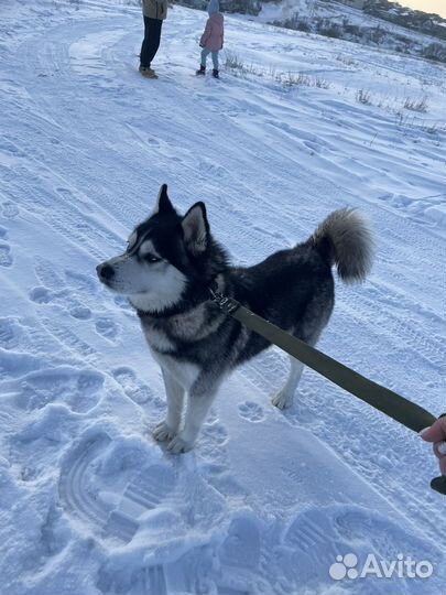 Сибирский хаски