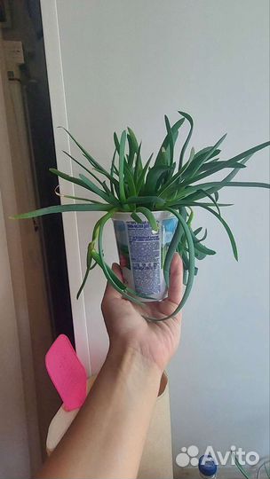 Цветок алоэ