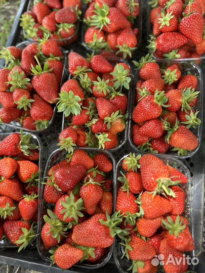 Саженцы клубники малины