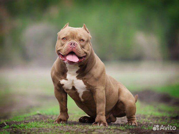 Инструктор (кинолог) клеймение, вязка, дрессировка