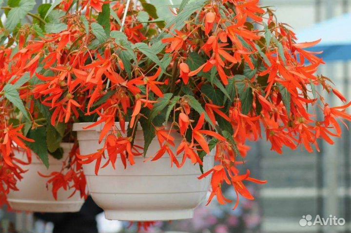 Бегония Боливийская(ампельная)