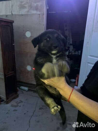 Мальчишка ищет дом