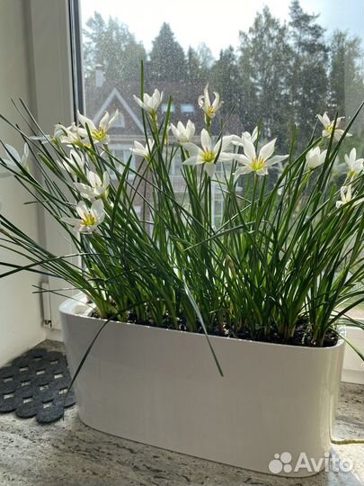 Зефирантес с бутонами