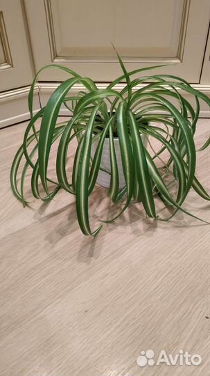Хлорофитум хохлатый. Традесканции