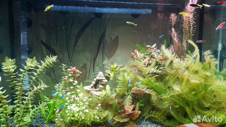 Аквариум