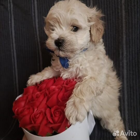 Мальчик мальтипу мини